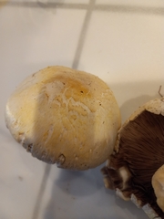 Agaricus crocodilinus