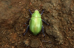 Chrysina