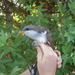 Western Yellow-billed Cuckoo - Photo (c) Pacific Southwest Region USFWS, some rights reserved (CC BY)