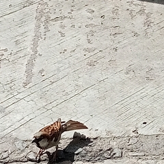 Passer domesticus