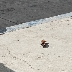 Passer domesticus