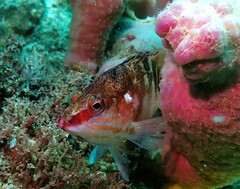 Hypoplectrodes maccullochi