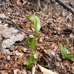 Pterostylis scabrida