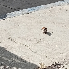 Passer domesticus