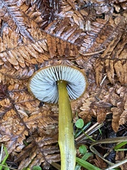 Hygrocybe singeri