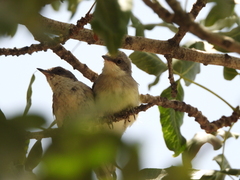 Curruca crassirostris