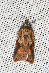 Acleris