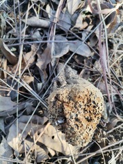 Pisolithus