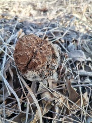 Pisolithus