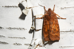 Eupsilia tristigmata