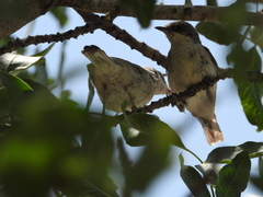 Curruca crassirostris
