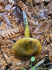Hygrocybe singeri