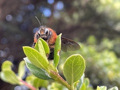 Bombus rubicundus