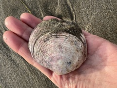 Semele decisa