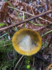 Hygrocybe singeri