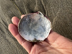 Semele decisa