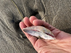 Semele decisa