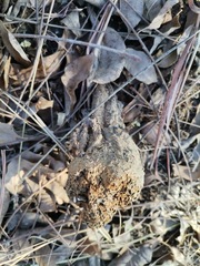 Pisolithus