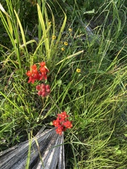 Asclepias lanceolata
