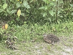 Nothoprocta curvirostris