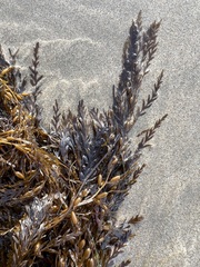 Sargassum horneri