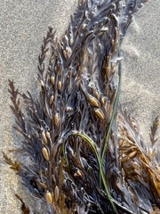 Sargassum horneri