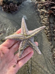 Astropecten armatus