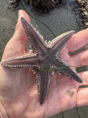Astropecten armatus