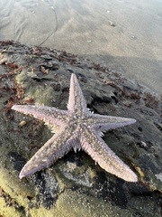 Astropecten armatus