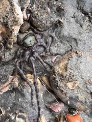 Ophioderma panamense