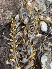Egregia