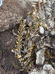 Egregia