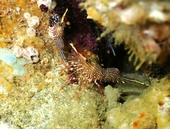 Rhynchocinetes serratus