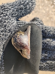 Pteria colymbus