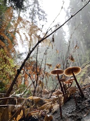 Mycena maculata