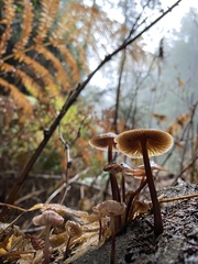 Mycena maculata