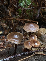 Mycena maculata