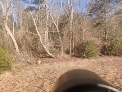 Empidonax difficilis