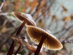 Mycena maculata