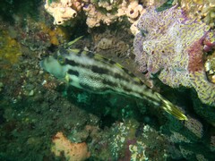Meuschenia trachylepis