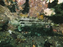 Meuschenia trachylepis