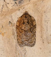 Acleris chalybeana