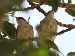 Curruca crassirostris
