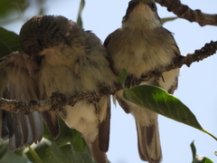 Curruca crassirostris