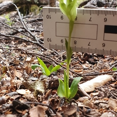 Pterostylis scabrida