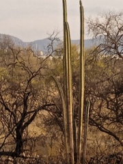 Lophocereus marginatus