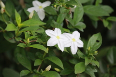 Jasminum punctulatum