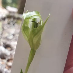 Pterostylis scabrida