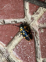 Mahanarva costaricensis