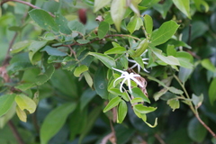 Jasminum streptopus